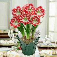 Samba Amaryllis in Foil-Wrapped Pot
