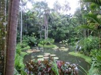 Singapore Botanical garden 2