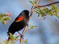 Beautiful bird 1