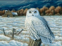 Snowy Owl by Sam Timm