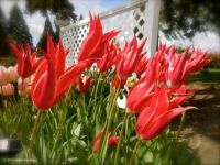 fluted tulips in wind