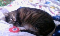 2/16/23  sleepy kitty
