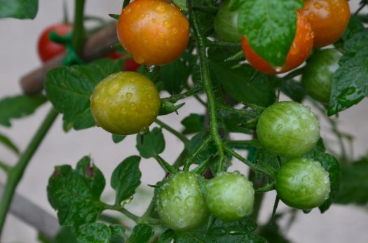 homegrown tomatos