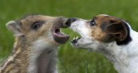 Piglet & Pup at Play (1)