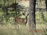 Little Buck in Maury Mountains