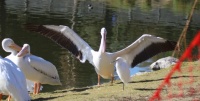 Safe Landing!