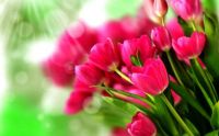 Tulips