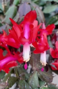 My Sister's Christmas Cactus (03/22/2035)