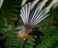 Piwakawaka, the friendly fantail