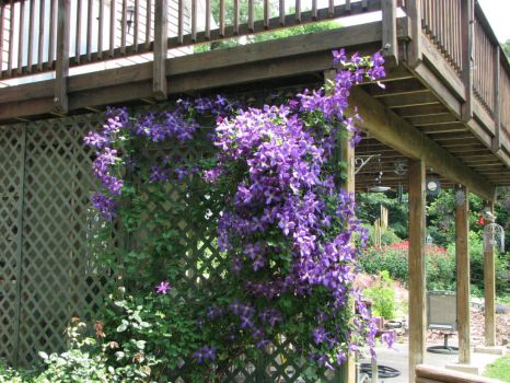 What's in Jenny's Garden 2