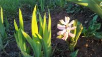 First Garden Flower