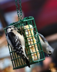 Downy Woodpecker - Tufted Titmouse