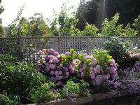 Spring Flowers in Tasmania