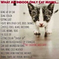 What an indoor cat misses...