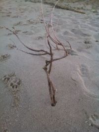 Beachtree
