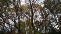 Railway Woods