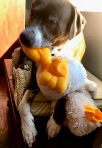 Mikie-Boy with toy duck June 2020 #3