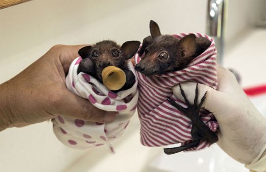 Bat Babies in Bat hospital