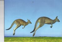 Grey Eastern Kangaroo