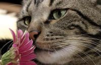 cat smelling flower