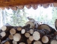 Ermine on the woodpile