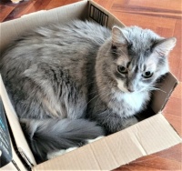 Greyson:  tucked into his smaller box - next to 3 larger ones