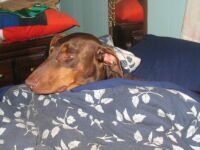 Sleepy dog!
