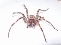 Spider (smaller)