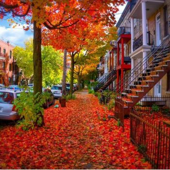 Solve Montreal red maple leaves line the streets jigsaw puzzle online ...