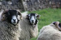 Dales sheep 4