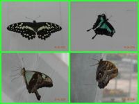 motýli - butterflies