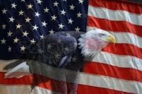 2204231-376036-american-flag-with-american-bald-eagle