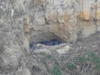 The European Eagle Owl is nesting again in nearby quarry.