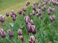 Ready for tulips