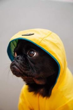 Toshi wearing his rain coat