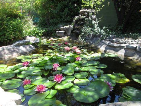Water lily/fish pond
