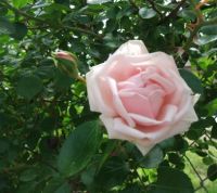 New Dawn Climbing Rose - 1st plant, 1st picture