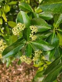 nice blossom