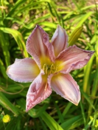 daylily textures--more challenging