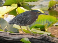 Green Heron at CREW