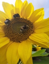 Meeing on the sunflower