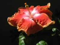 summer hibiscus