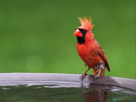 Bird Bath Hair