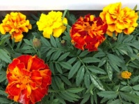 62269021_10156879405525100_2844218710250487808_n