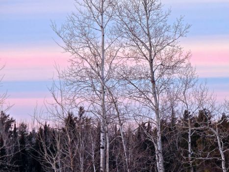 Skeleton trees against an evening sky