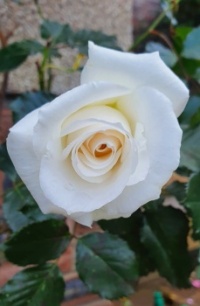A  favourite rose of mine!!