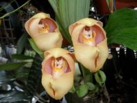 Orchidea3246