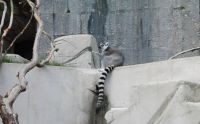 Maki Catta or Ring-tailed Lemur