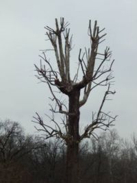 Artistic tree trimming