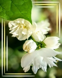 🌼Intoxicating fragrance🌼